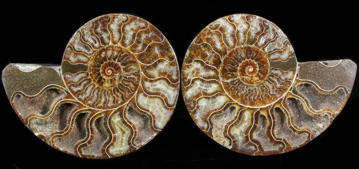 Polished Ammonite Pair - Agatized #41175